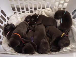 chocolate puppies arizona